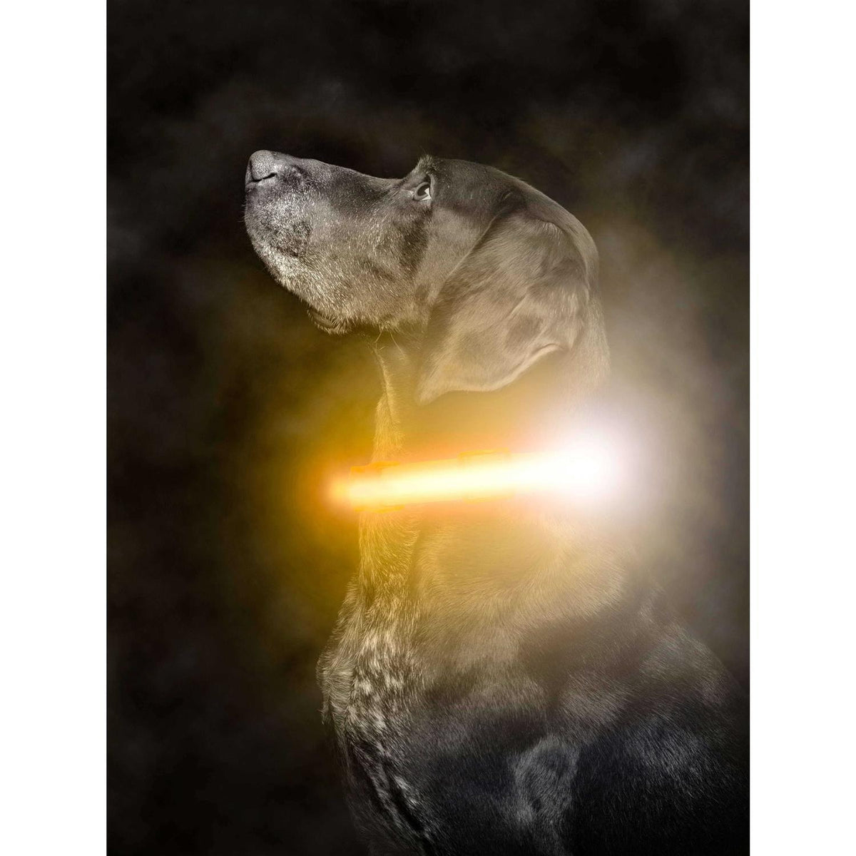 LED Dog Collar USB Rechargeable G83436