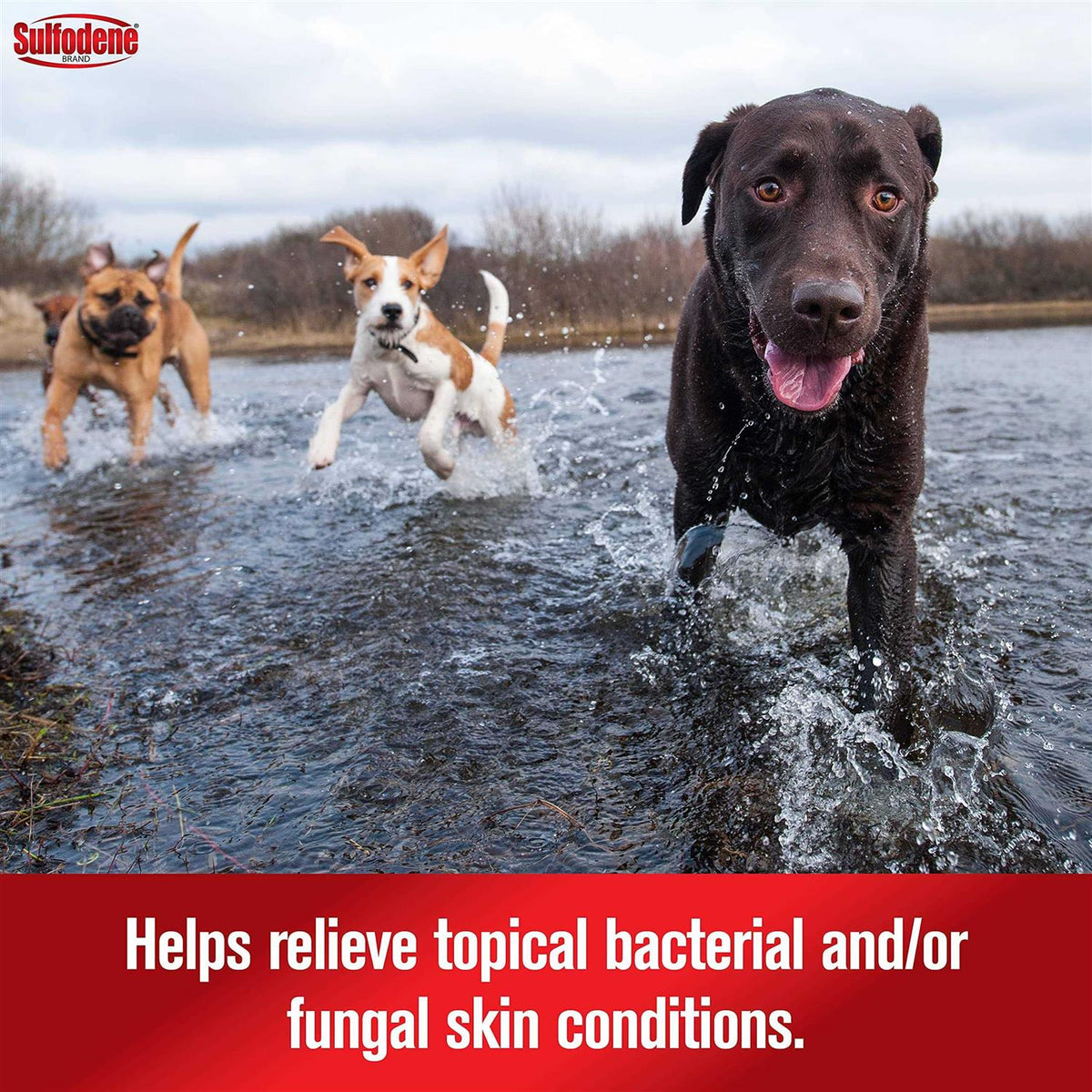 Dog Ointment R230