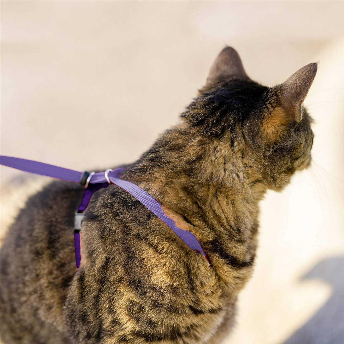 Cat Harness Bungee Leash F2913