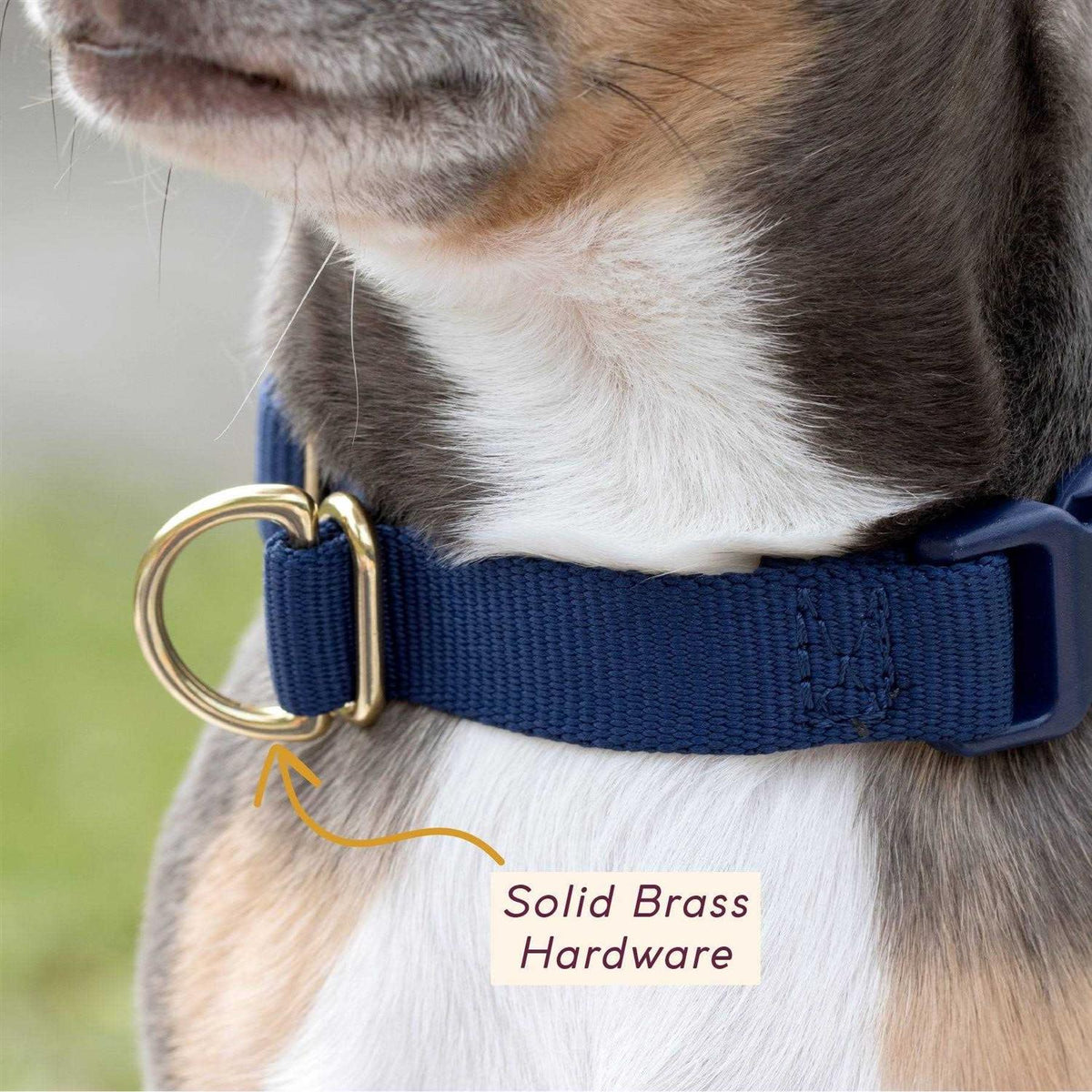 Standard Dog Collar Y70062