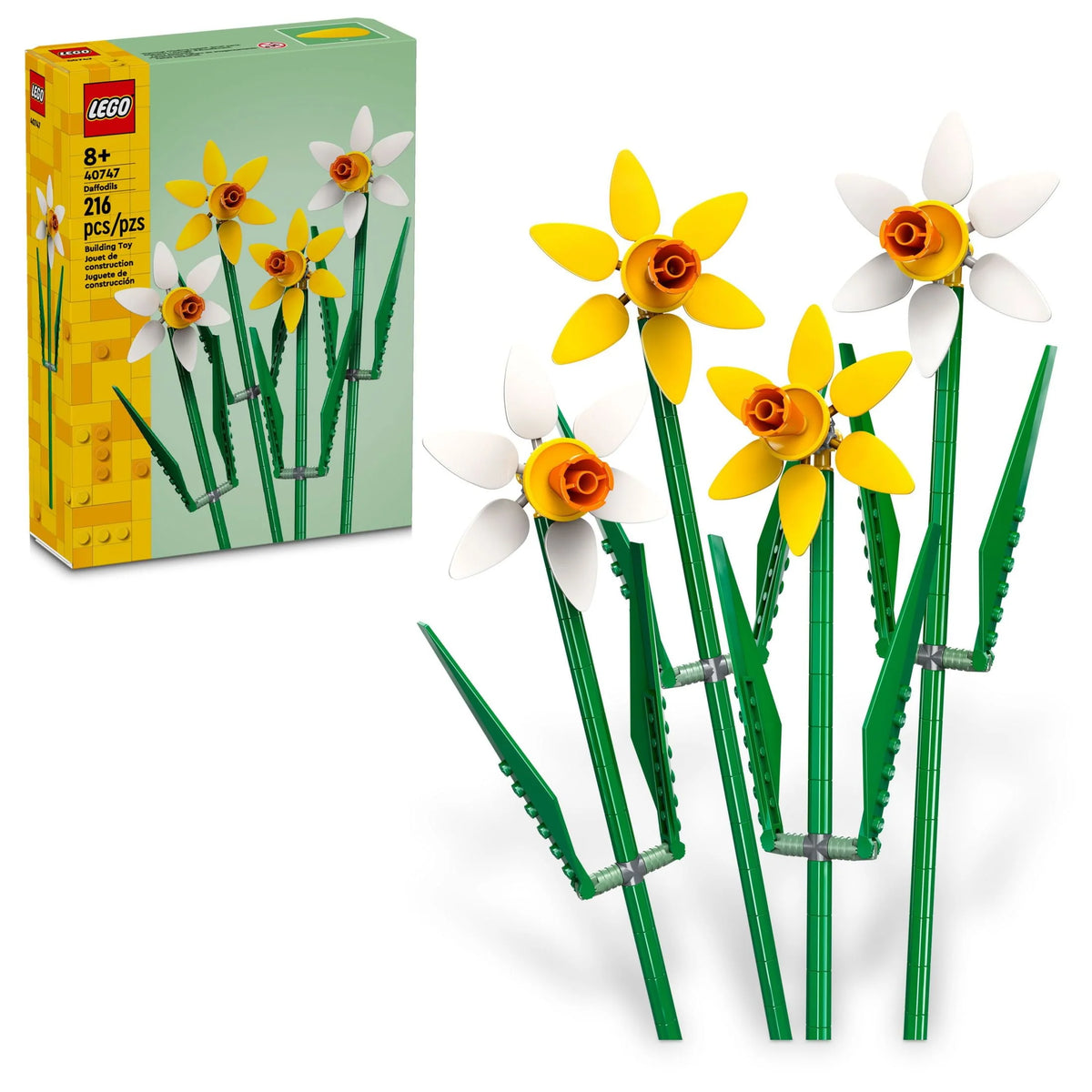 Yellow and White Daffodils J674962