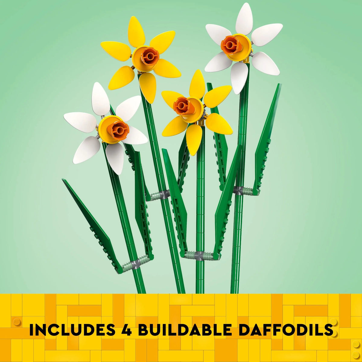 Yellow and White Daffodils J674962
